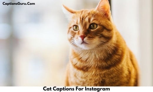 Cat Captions For Instagram