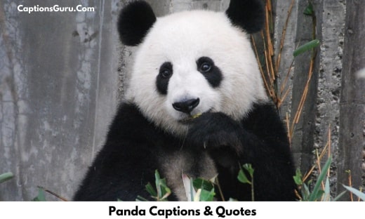 Panda Captions & Quotes