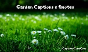 Garden Captions & Quotes