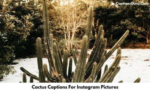 Cactus Captions For Instagram Pictures
