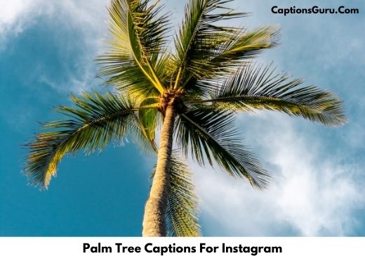 Palm Tree Captions For Instagram