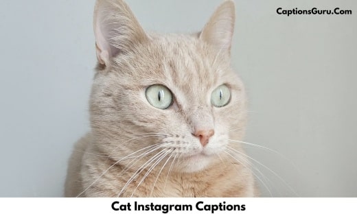 Cat Instagram Captions