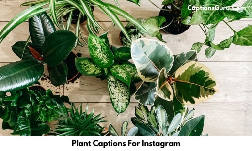 Plant Captions For Instagram