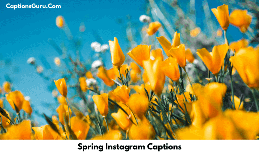 Spring Instagram Captions