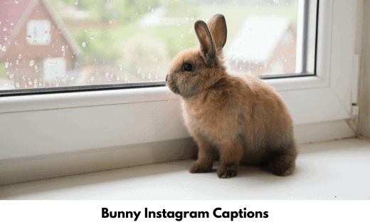 Bunny Instagram Captions
