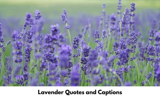Lavender Quotes and Captions
