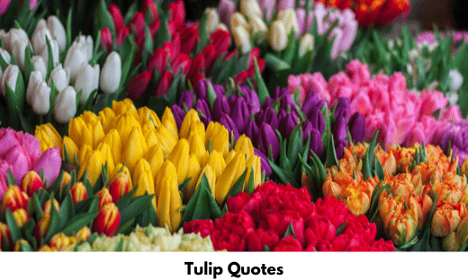 Tulip Quotes