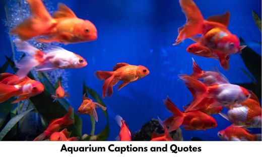 Aquarium Captions and Quotes