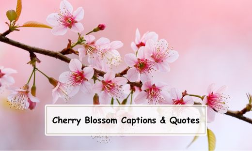 Cherry Blossom Captions and Quotes