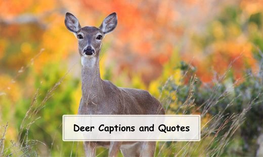 Deer Captions and Quotes